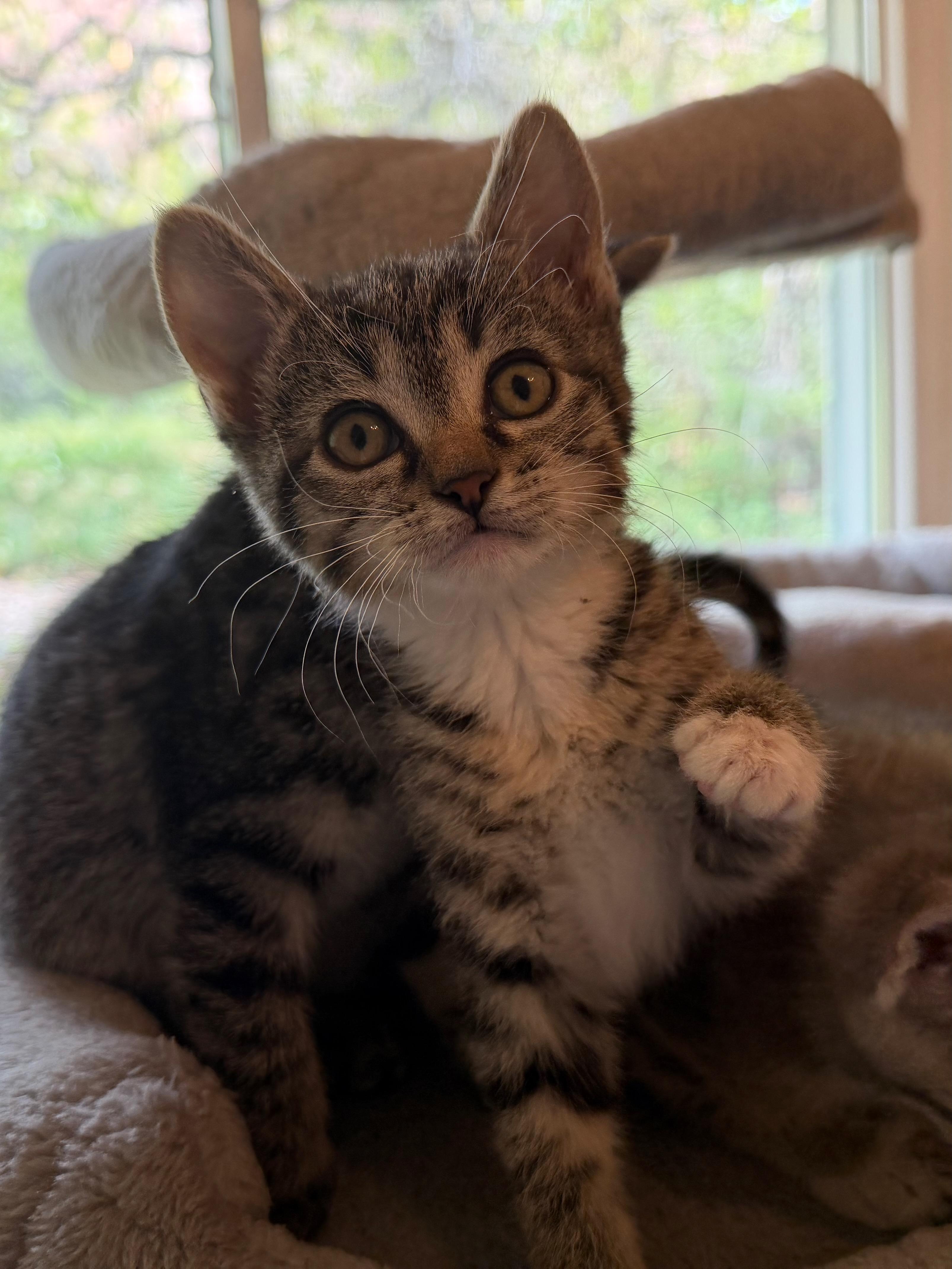 Cassie Dentry, an adopted Domestic Short Hair in Denver, CO image 1/6