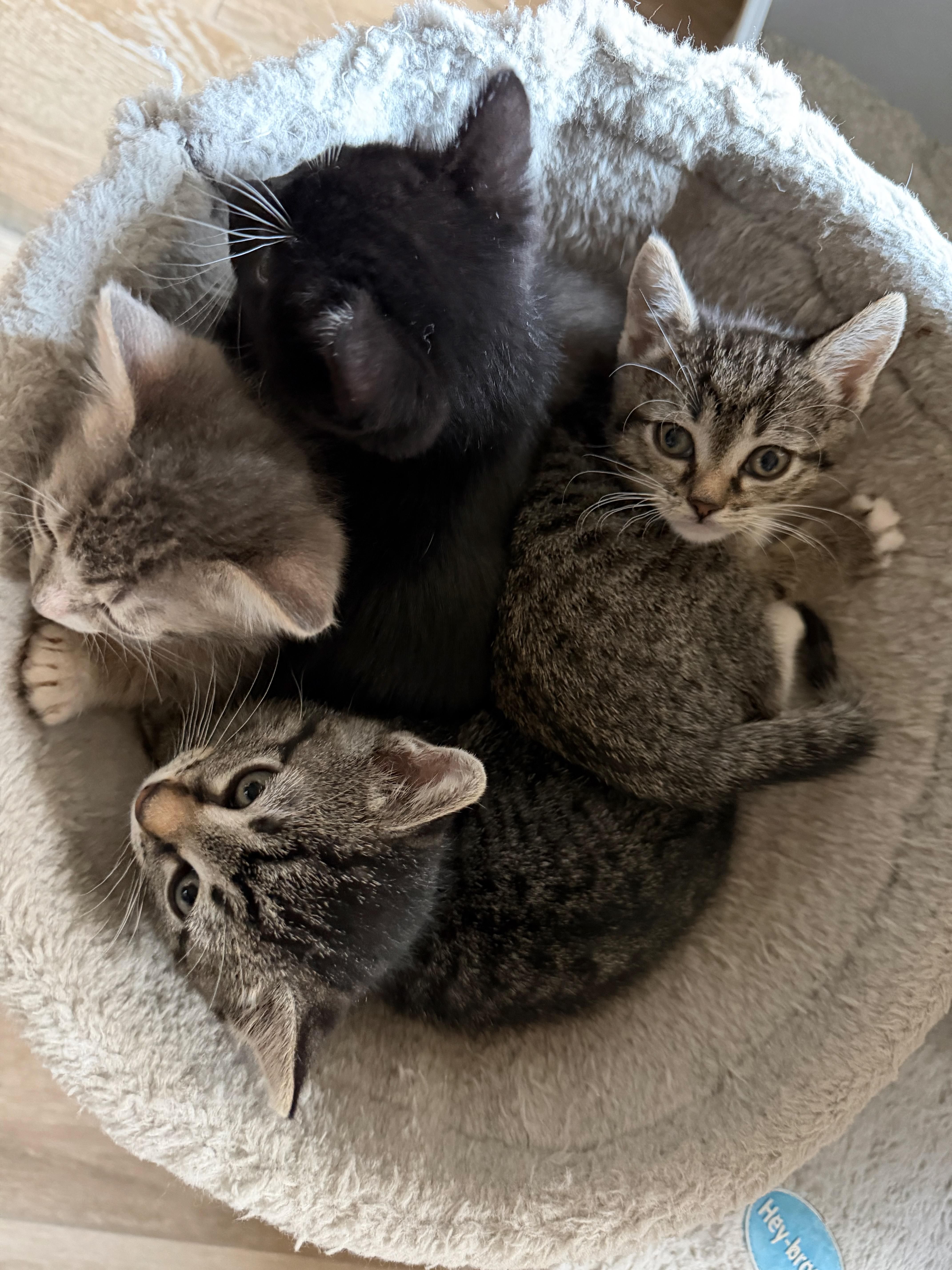 Cassie Dentry, an adopted Domestic Short Hair in Denver, CO image 6/6