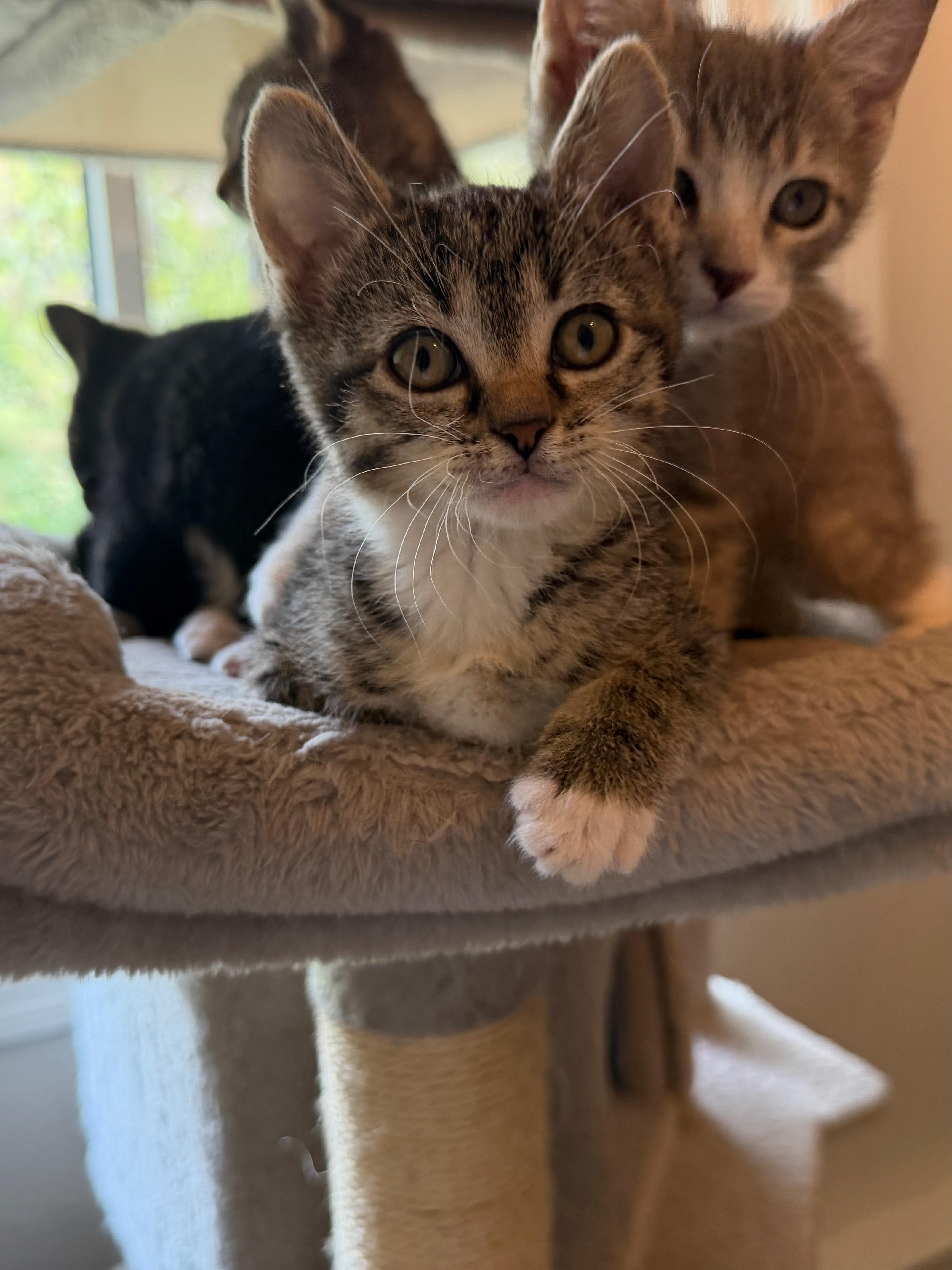 Cassie Dentry, an adopted Domestic Short Hair in Denver, CO image 2/6