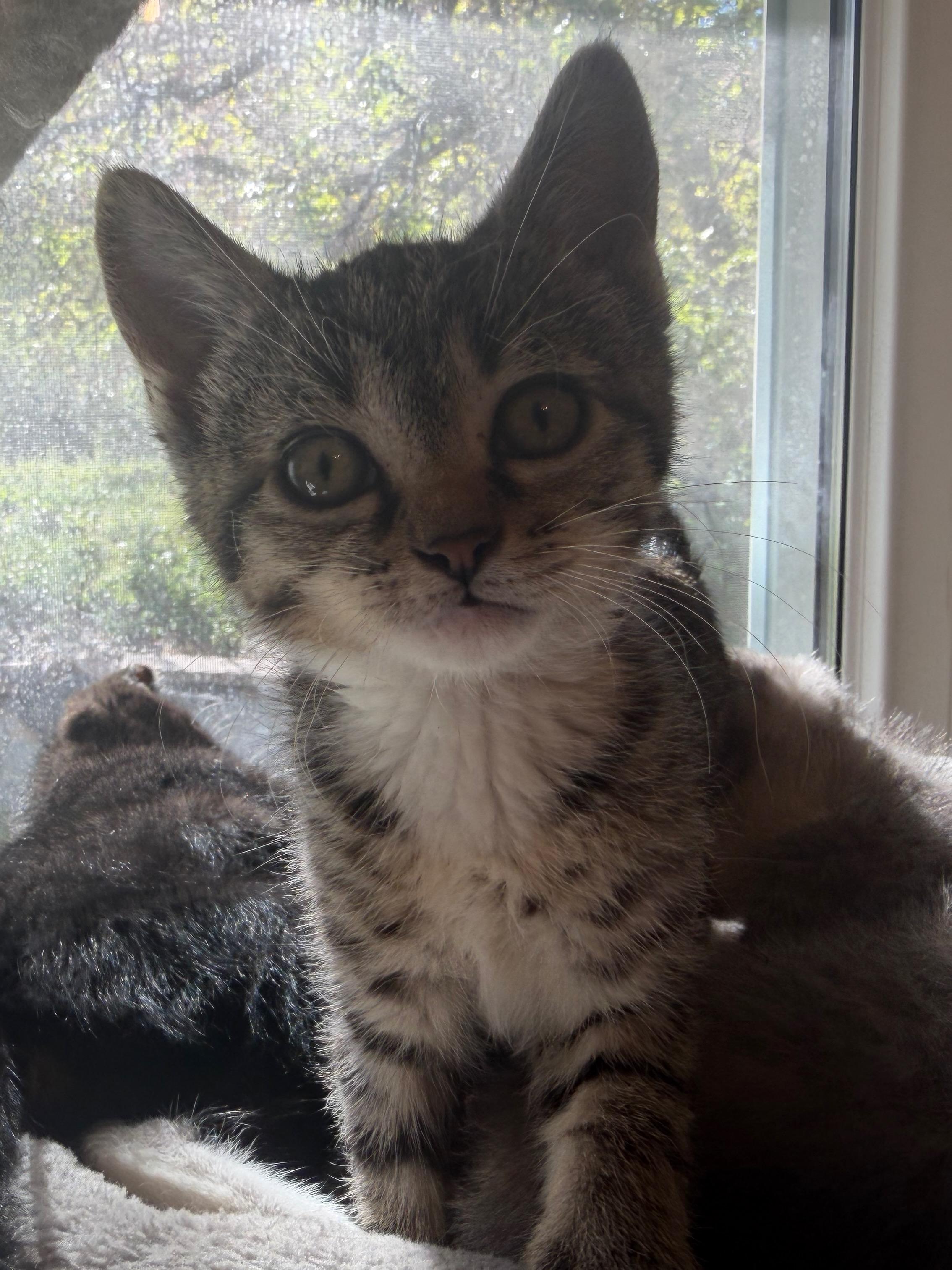 Cassie Dentry, an adopted Domestic Short Hair in Denver, CO image 4/6