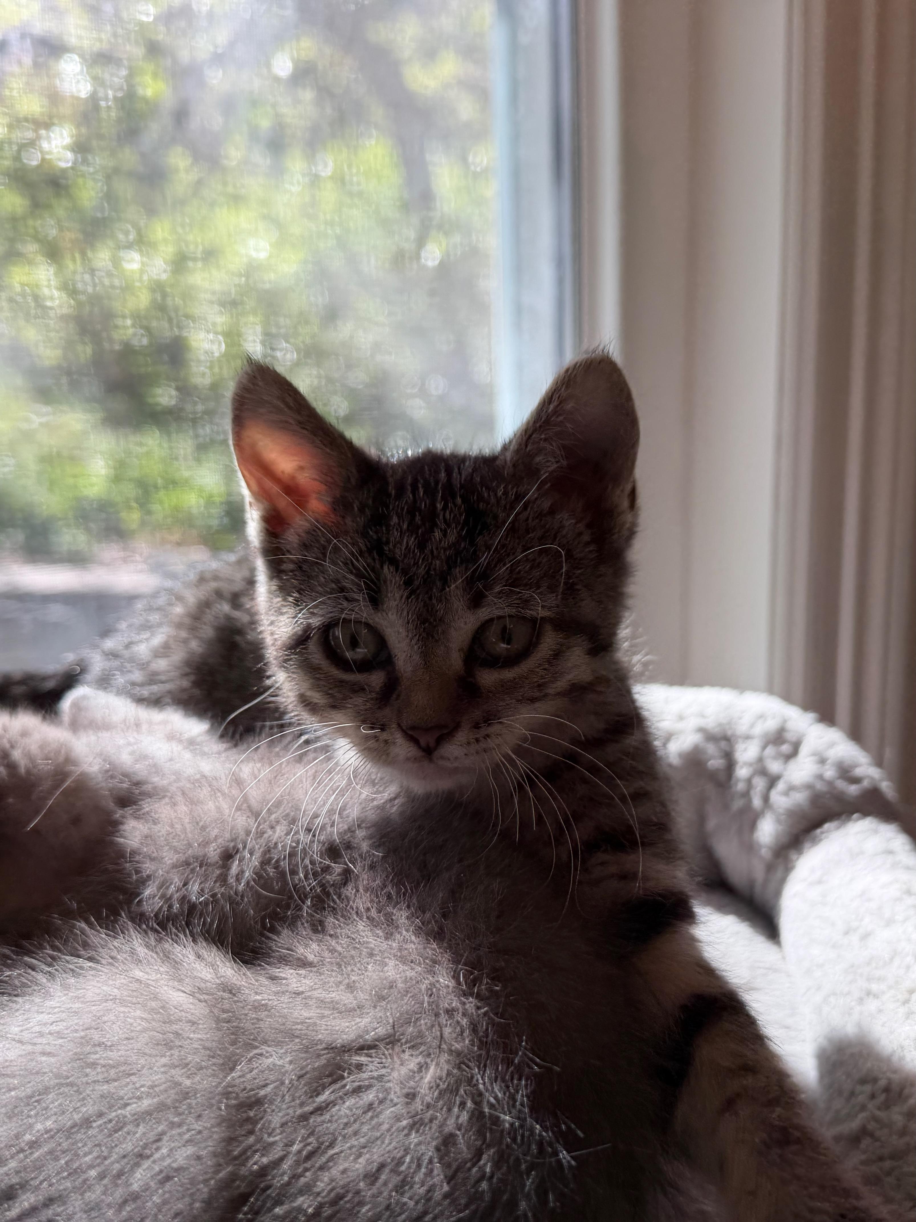 Cassie Dentry, an adopted Domestic Short Hair in Denver, CO image 3/6