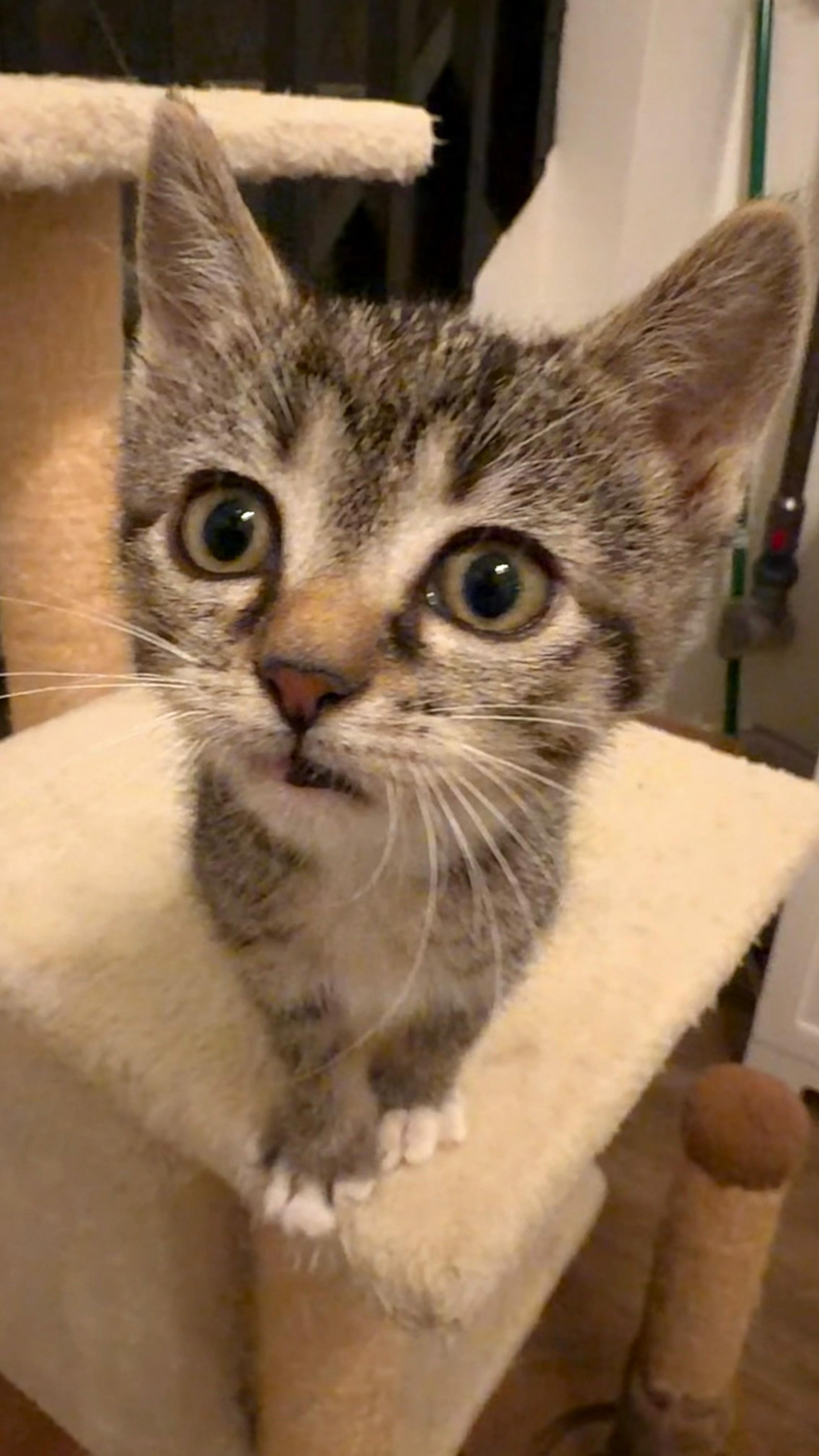 Cassie Dentry, an adopted Domestic Short Hair in Denver, CO image 5/6