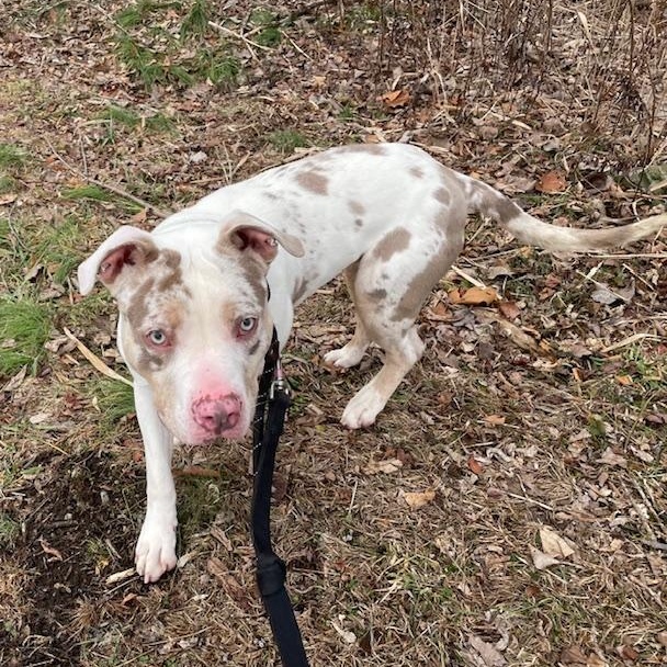 Enlarge AL, an adoptable mixed breed in West Milford, NJ image 3/6