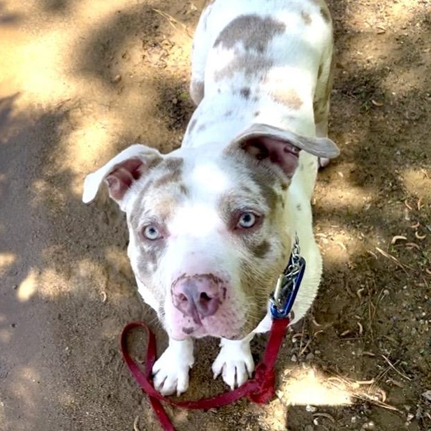 AL, an adoptable mixed breed in West Milford, NJ image 1/6