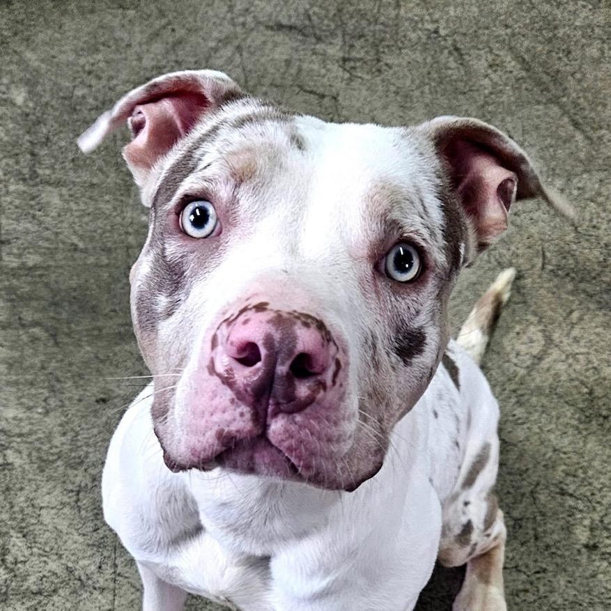 AL, adoptable, Young Male American Bully & Bull Terrier.