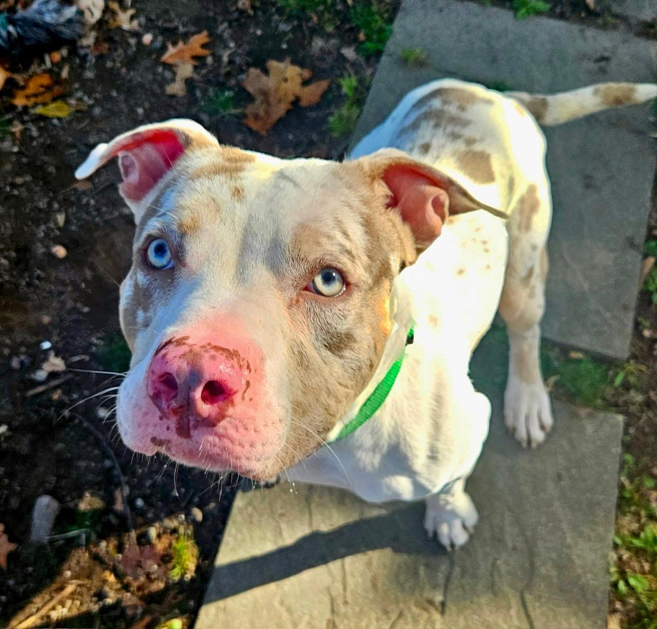 AL, an adoptable mixed breed in West Milford, NJ image 2/6