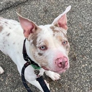 Enlarge AL, an adoptable mixed breed in West Milford, NJ image 4/6