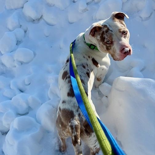 Enlarge AL, an adoptable mixed breed in West Milford, NJ image 6/6