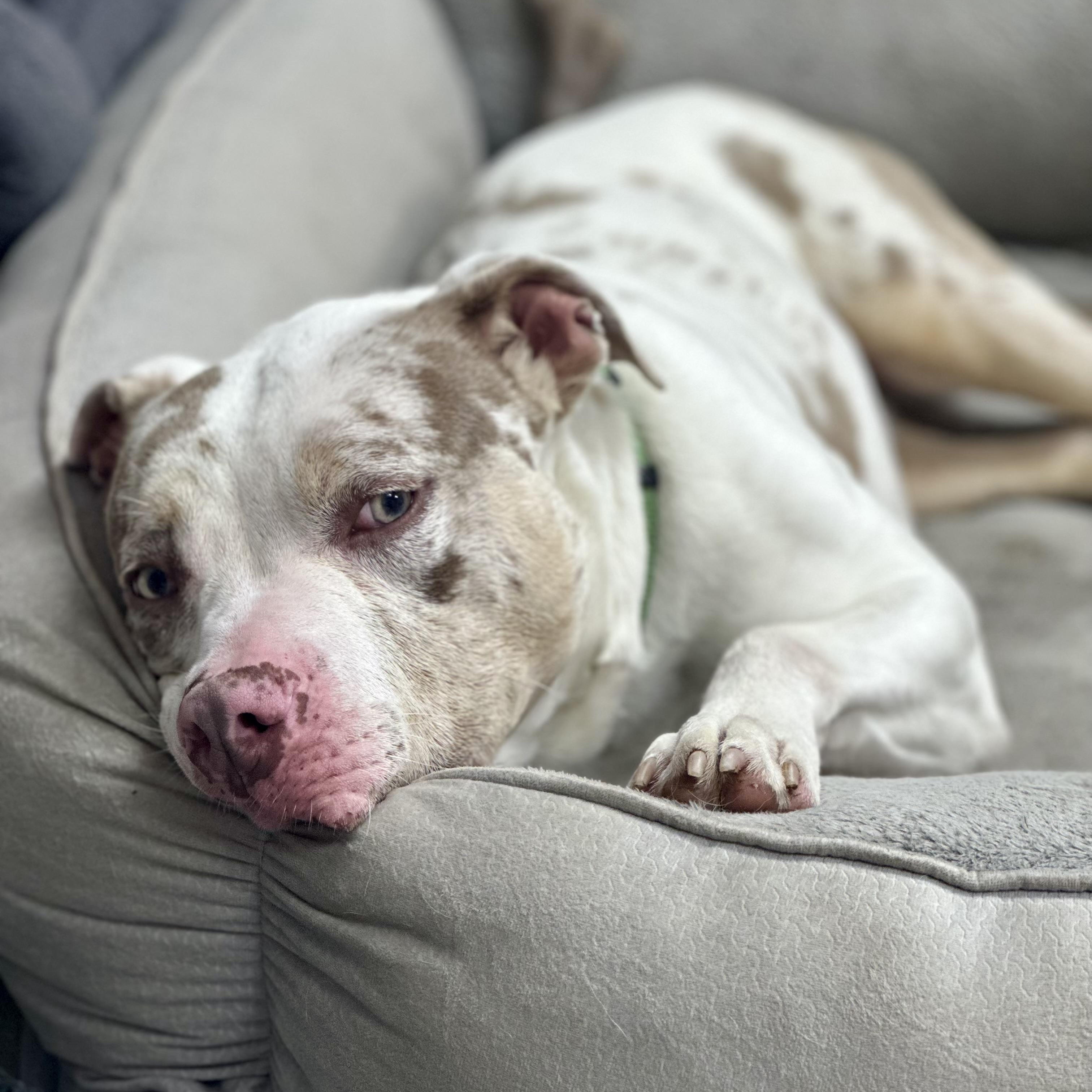 AL, adoptable, Young Male American Bully & Bull Terrier.