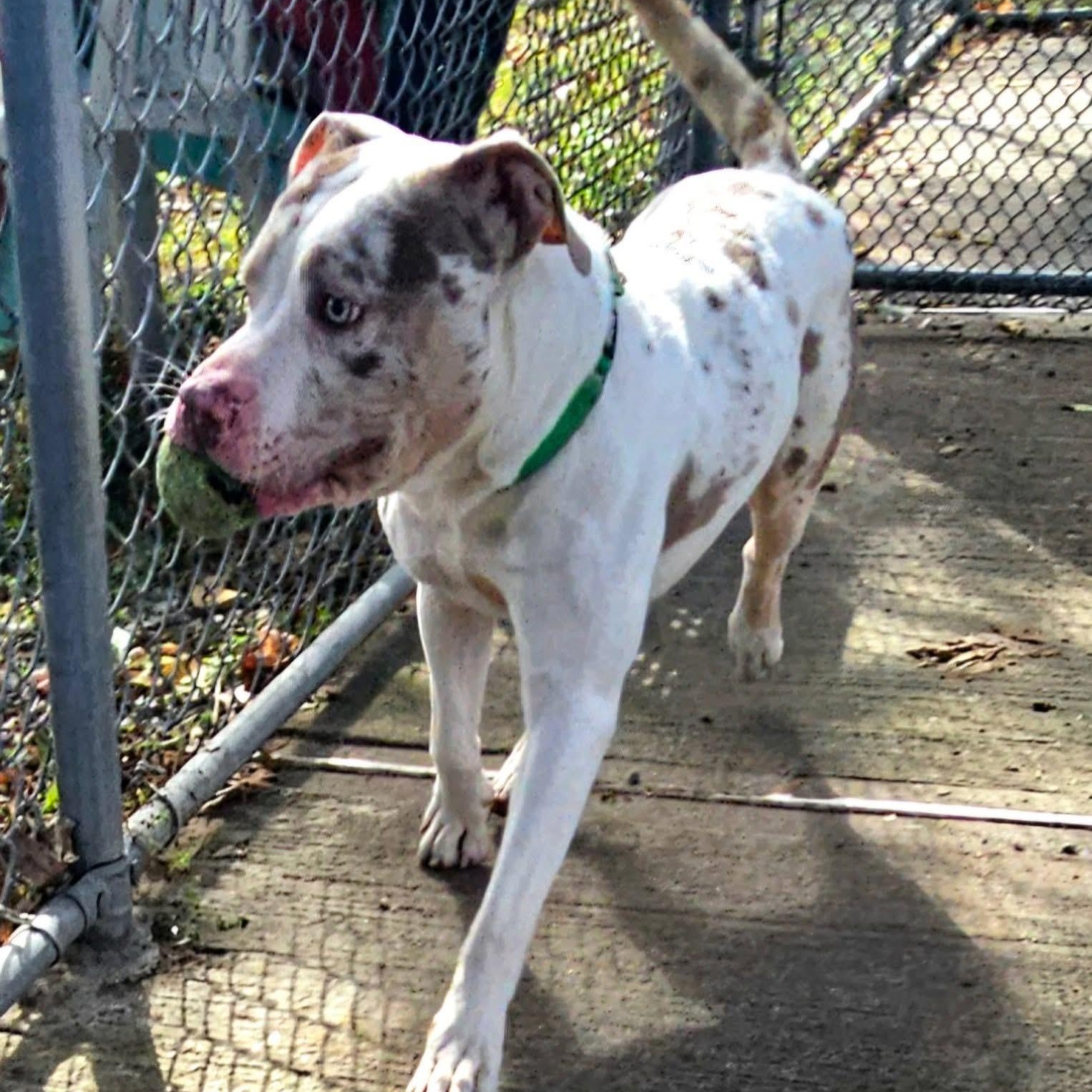 AL, an adoptable mixed breed in West Milford, NJ image 4/6