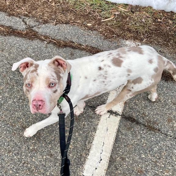 Enlarge AL, an adoptable mixed breed in West Milford, NJ image 5/6