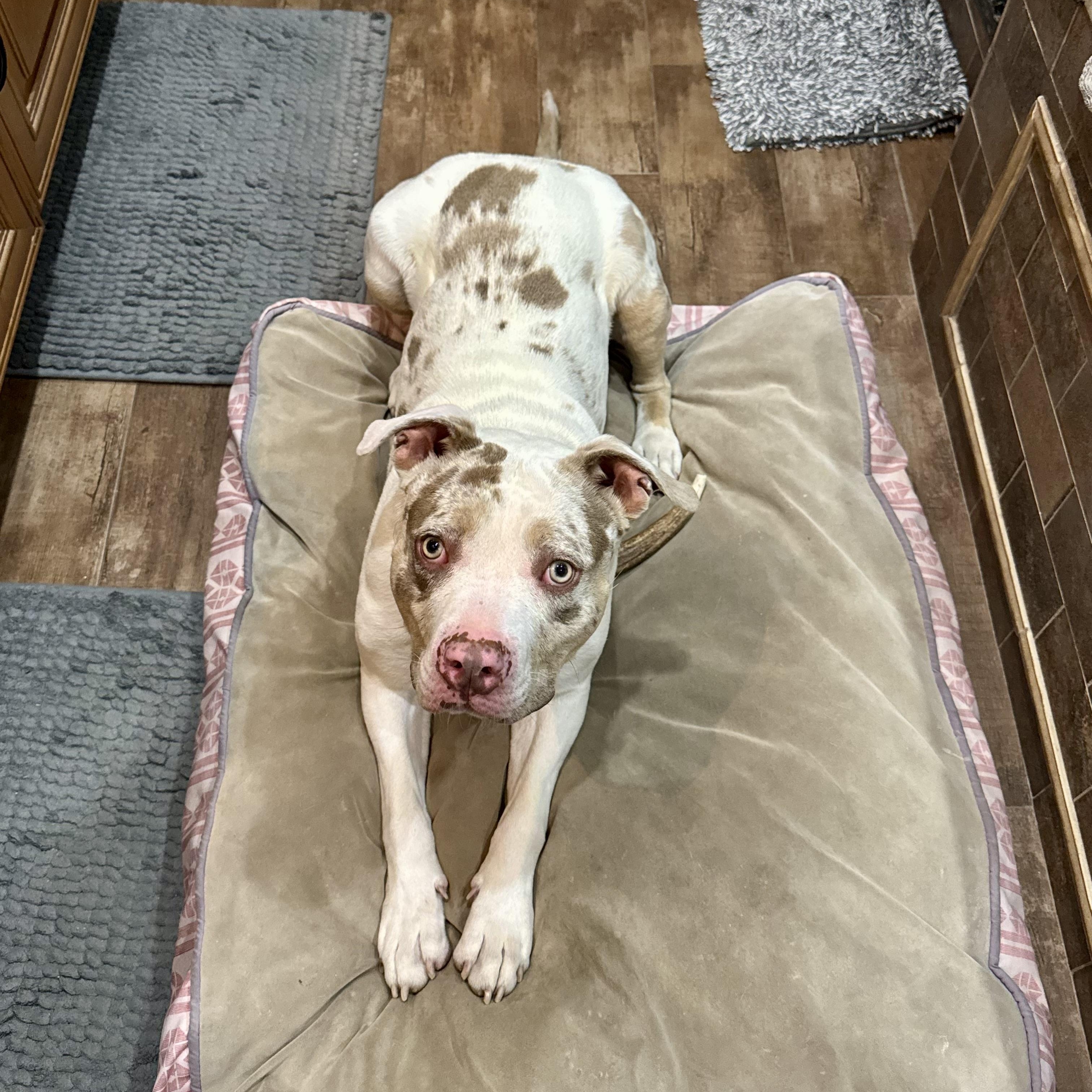 AL, an adoptable mixed breed in West Milford, NJ image 3/6
