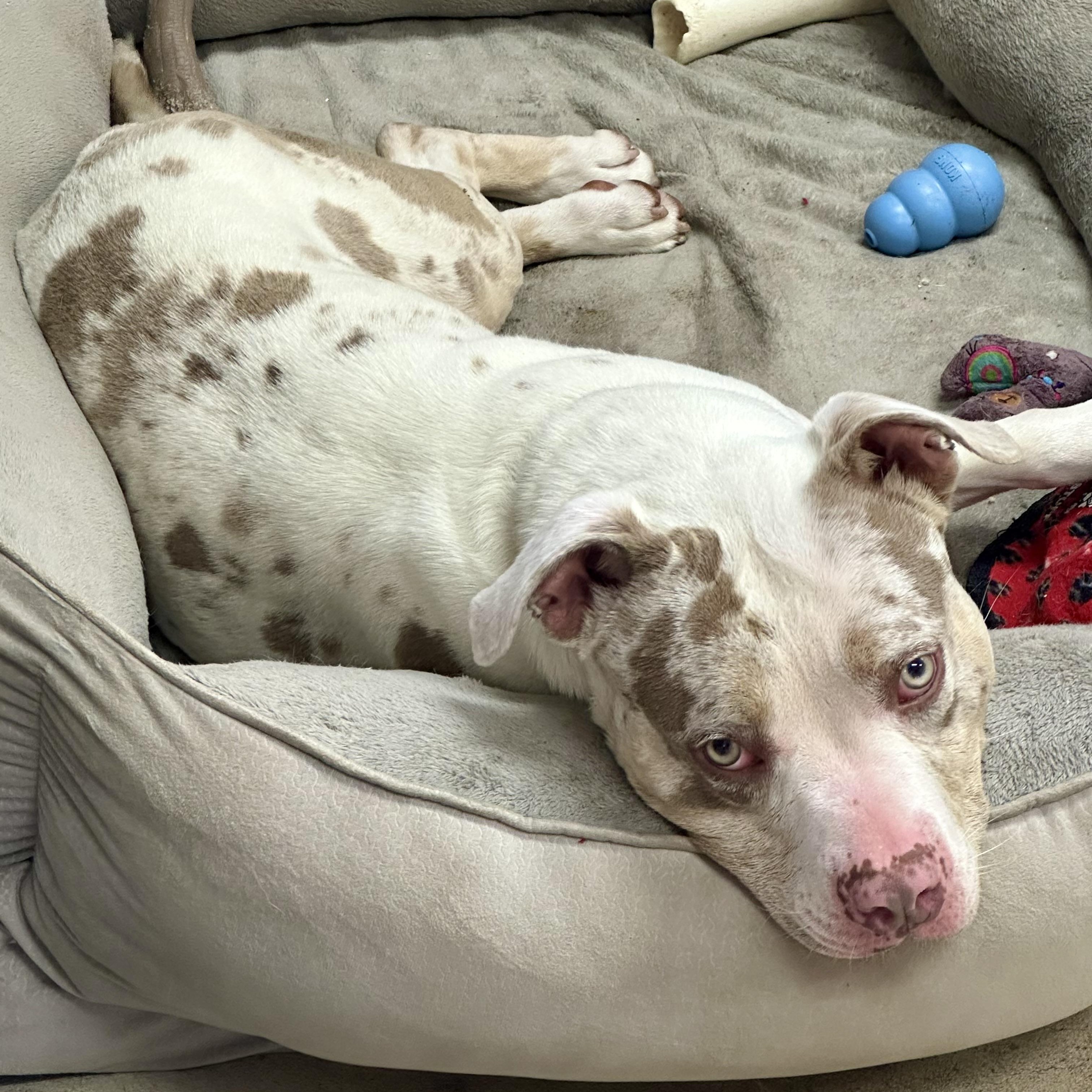 AL, an adoptable mixed breed in West Milford, NJ image 5/6