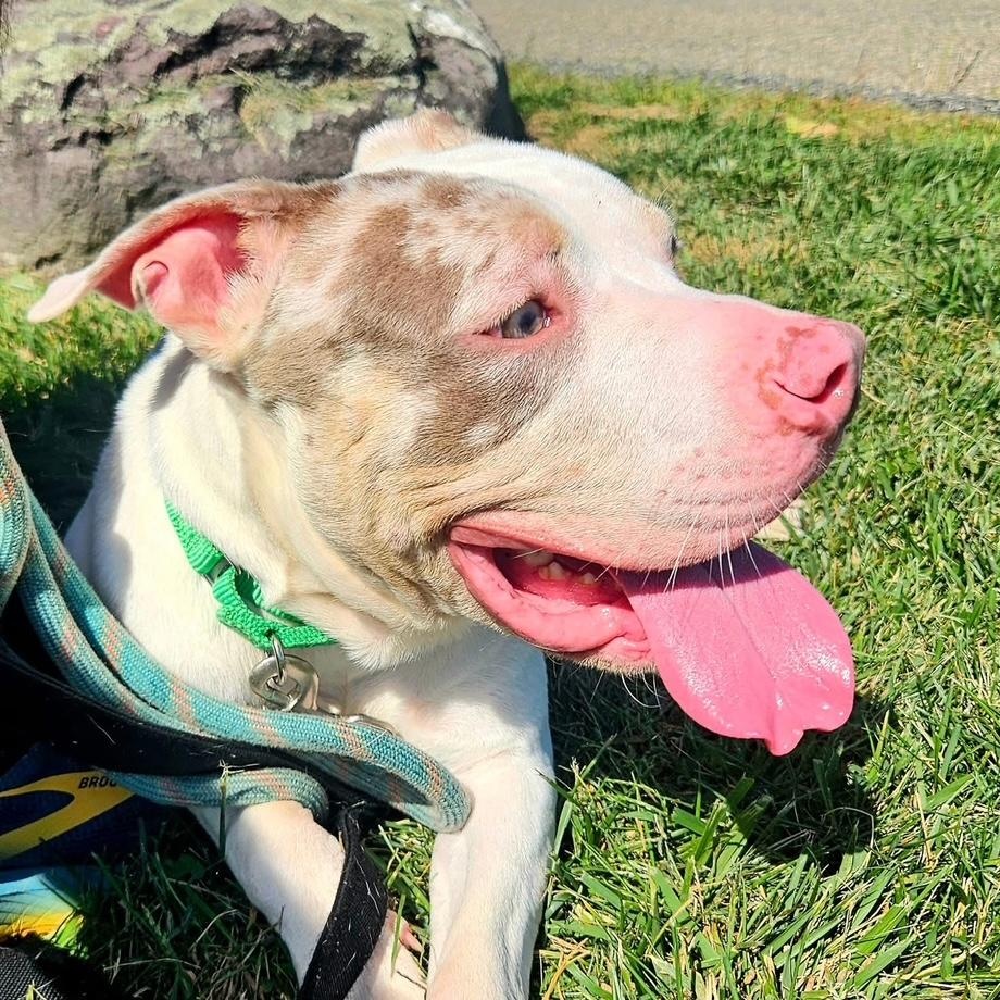 AL, an adoptable mixed breed in West Milford, NJ image 5/6