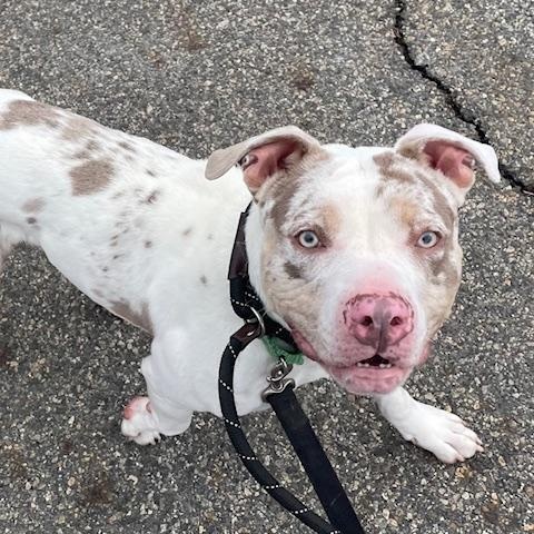 Enlarge AL, an adoptable mixed breed in West Milford, NJ image 1/6