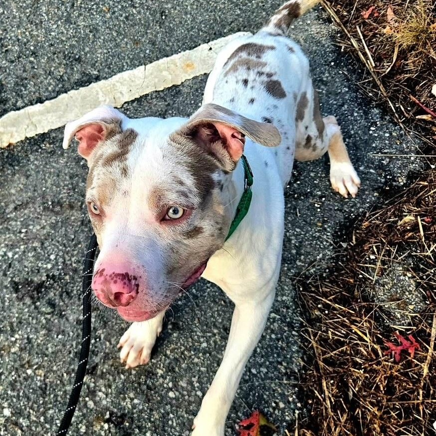 AL, an adoptable mixed breed in West Milford, NJ image 3/6