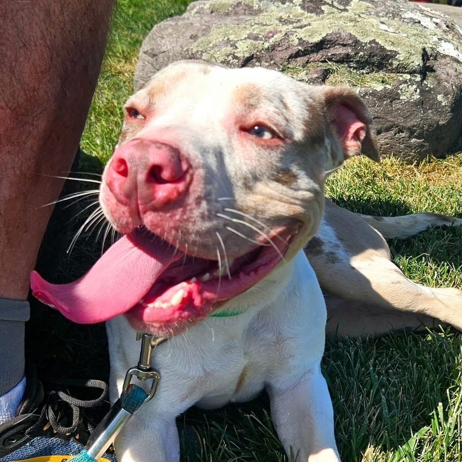 AL, an adoptable mixed breed in West Milford, NJ image 6/6