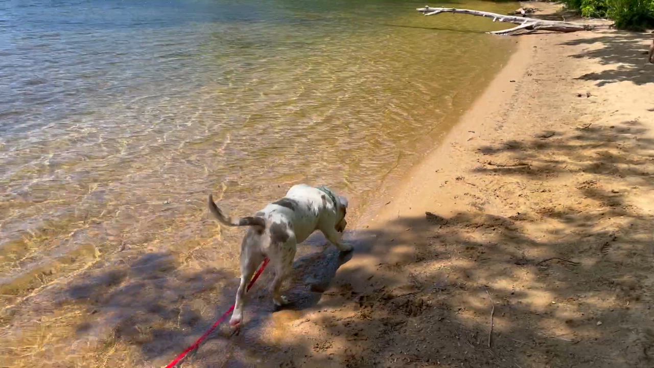 Enlarge AL, an adoptable mixed breed in West Milford, NJ video 5/6