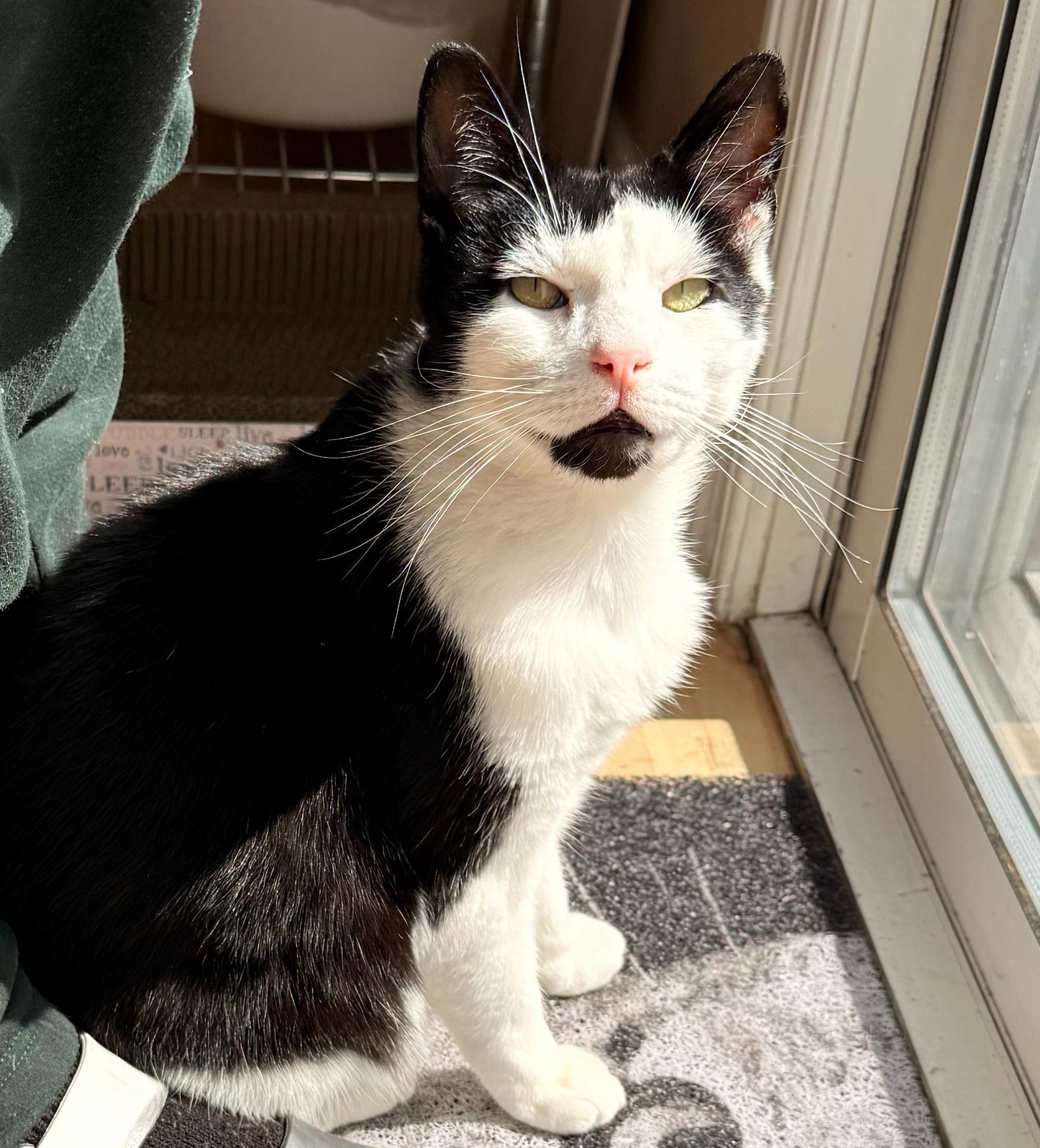 Enlarge Joji aka Joe, an adoptable mixed breed in Hermosa Beach, CA image 2/6