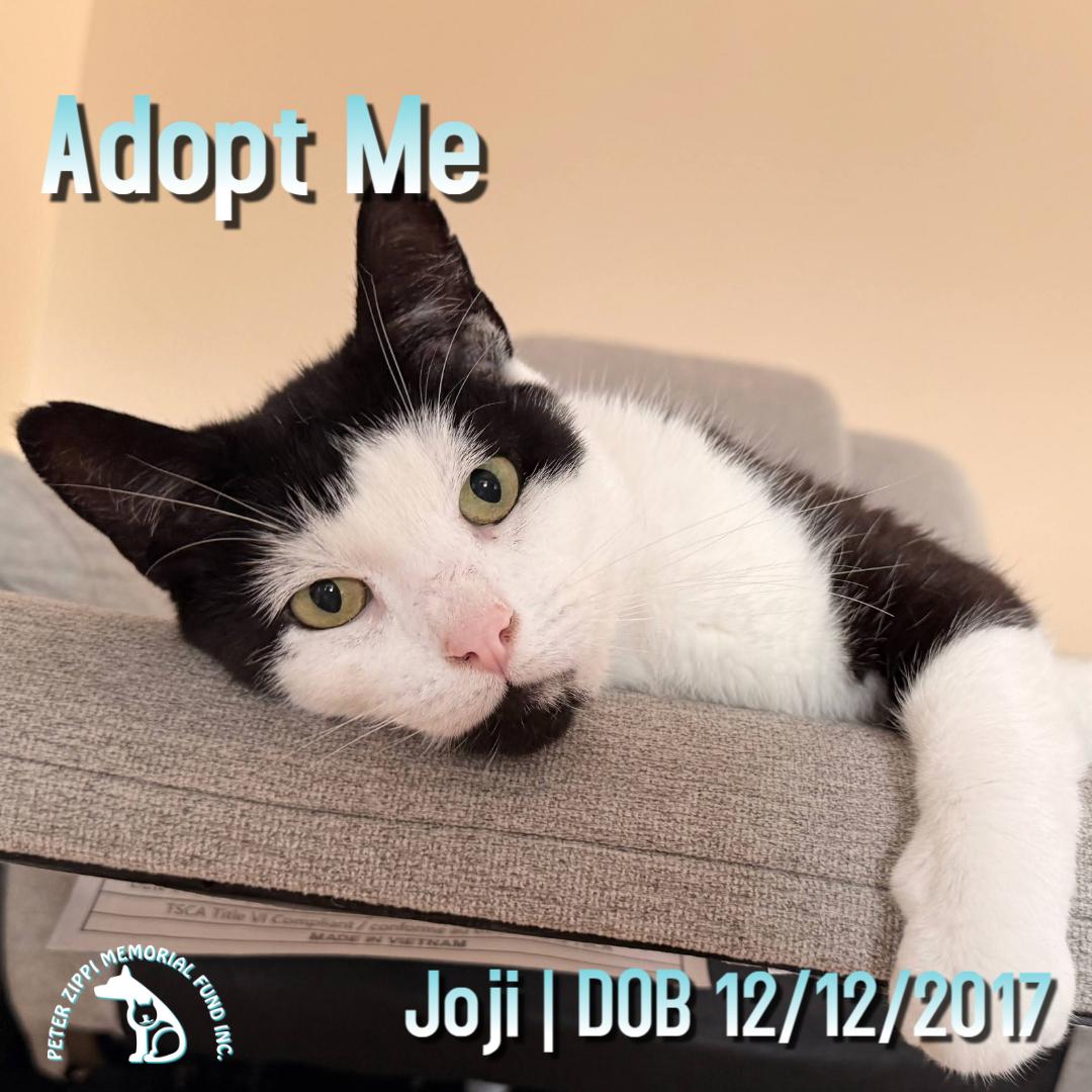 Joji aka Joe, Adoptable, Adult Male Domestic Short Hair & American Shorthair.