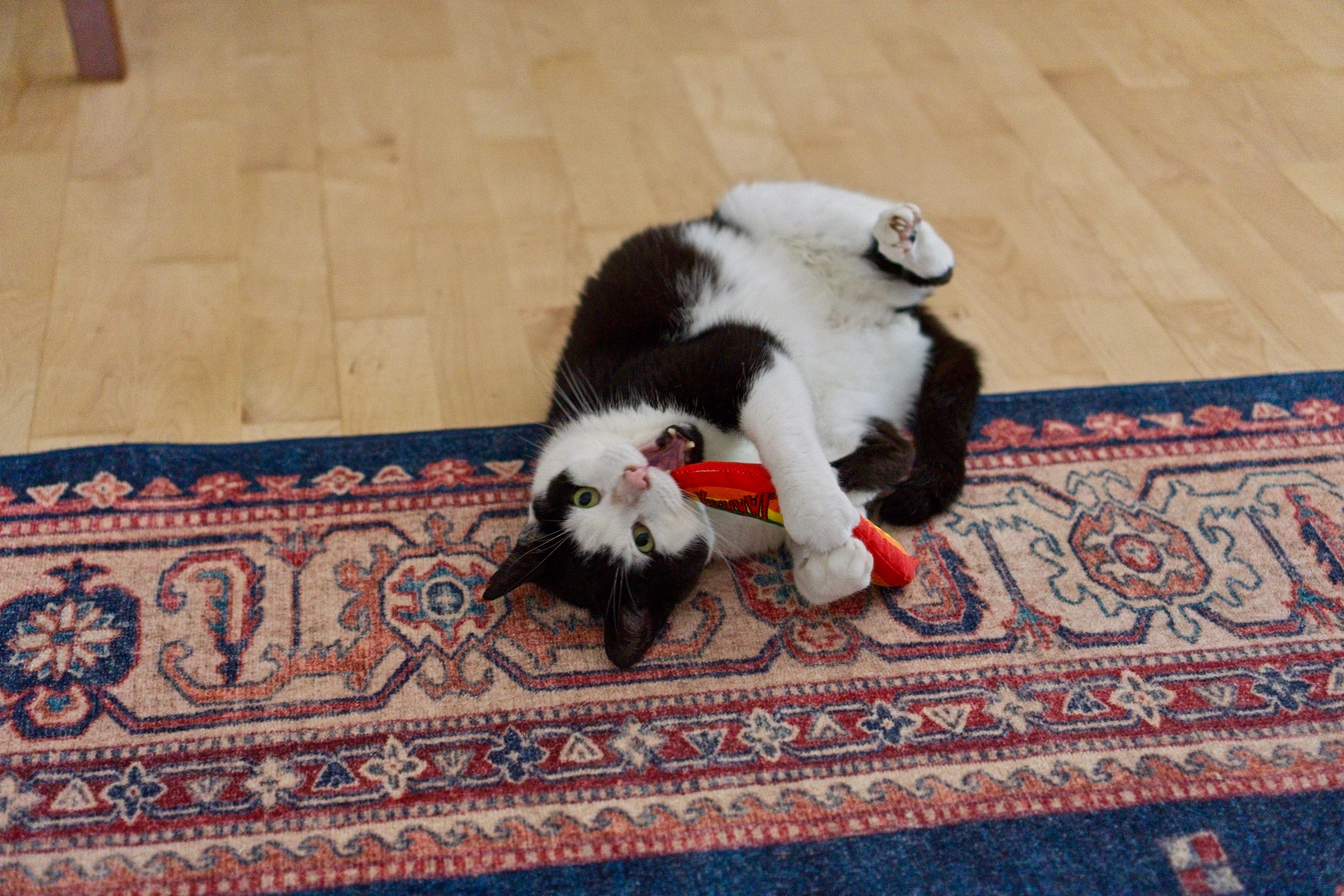 Enlarge Joji aka Joe, an adoptable mixed breed in Hermosa Beach, CA image 4/6