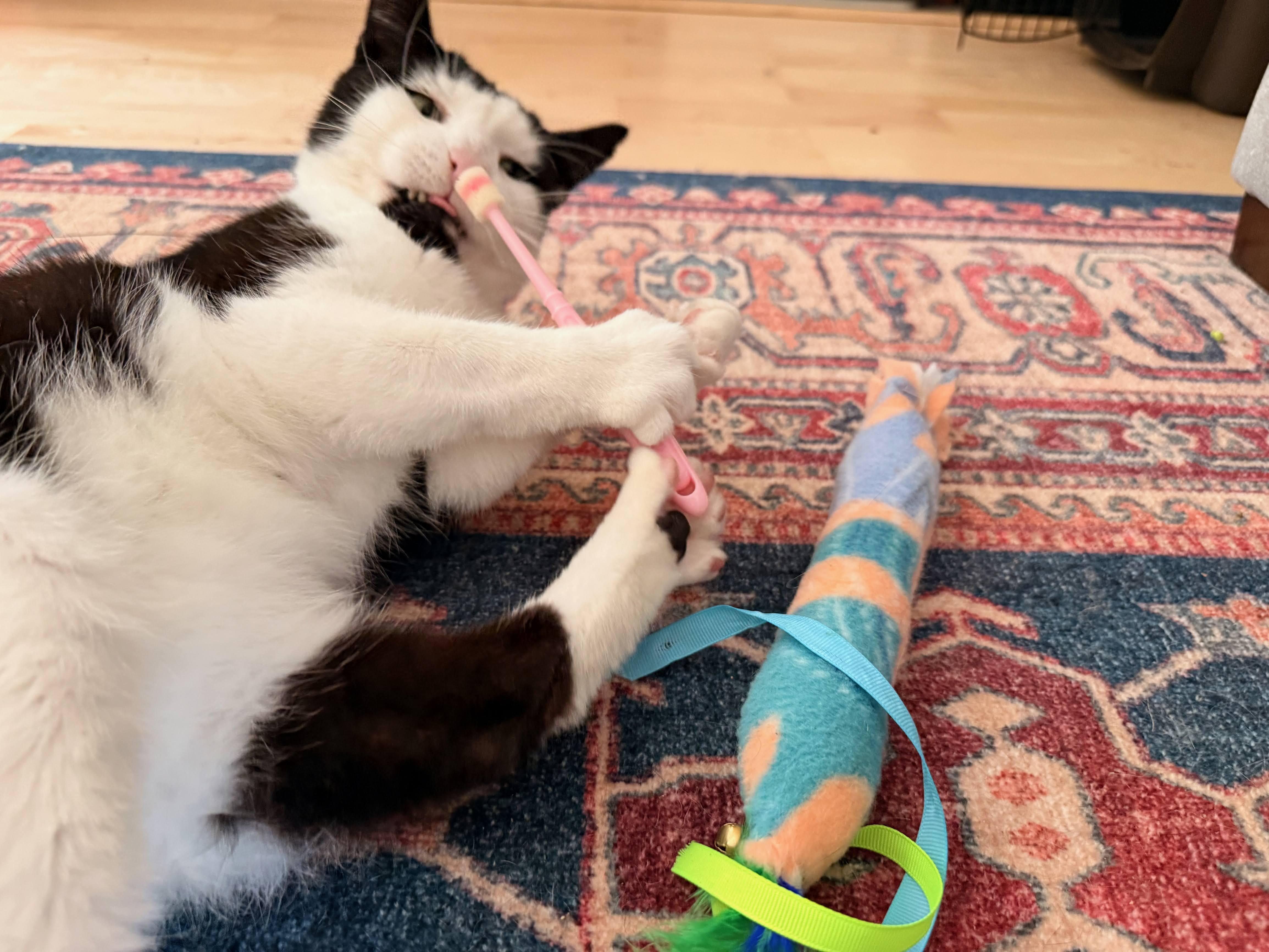 Enlarge Joji aka Joe, an adoptable mixed breed in Hermosa Beach, CA image 5/6