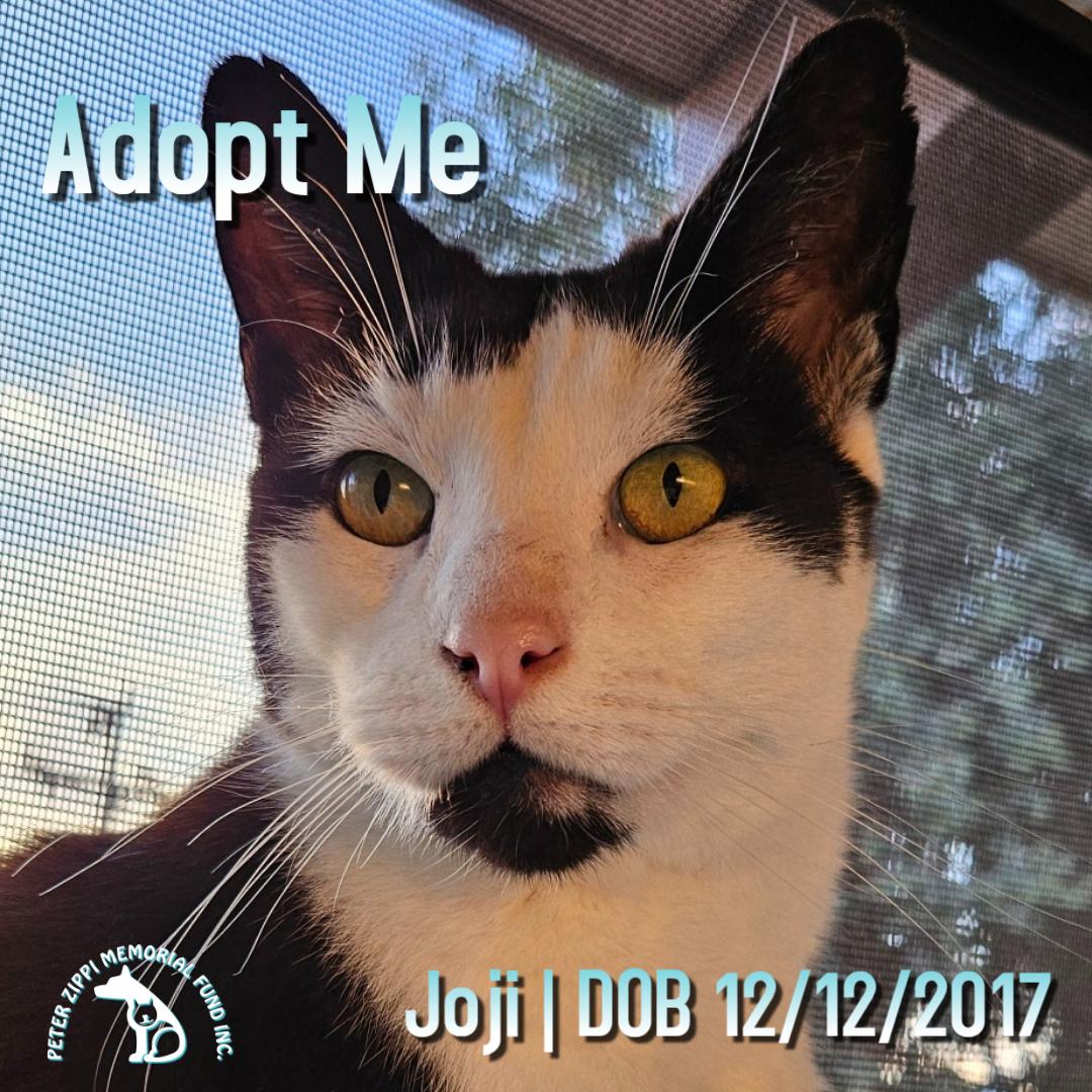 Enlarge Joji aka Joe, an adoptable mixed breed in Hermosa Beach, CA image 1/6