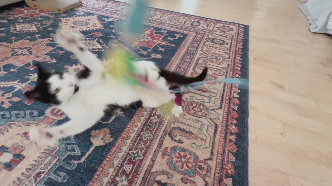 Enlarge Joji aka Joe, an adoptable mixed breed in Hermosa Beach, CA video 6/6