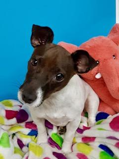 Darla, ADOPTABLE, Young Female Jack Russell Terrier.