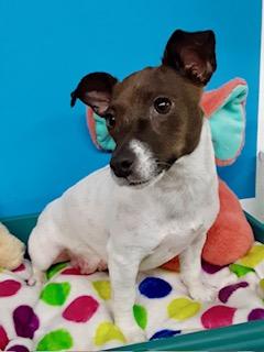 Darla - Adoption Pending, a ADOPTABLE Jack Russell Terrier in Yakima, WA image 3/4