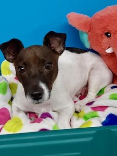 Darla - Adoption Pending, a ADOPTABLE Jack Russell Terrier in Yakima, WA image 4/4