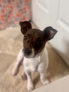 Darla - Adoption Pending, a ADOPTABLE Jack Russell Terrier in Yakima, WA image 2/4