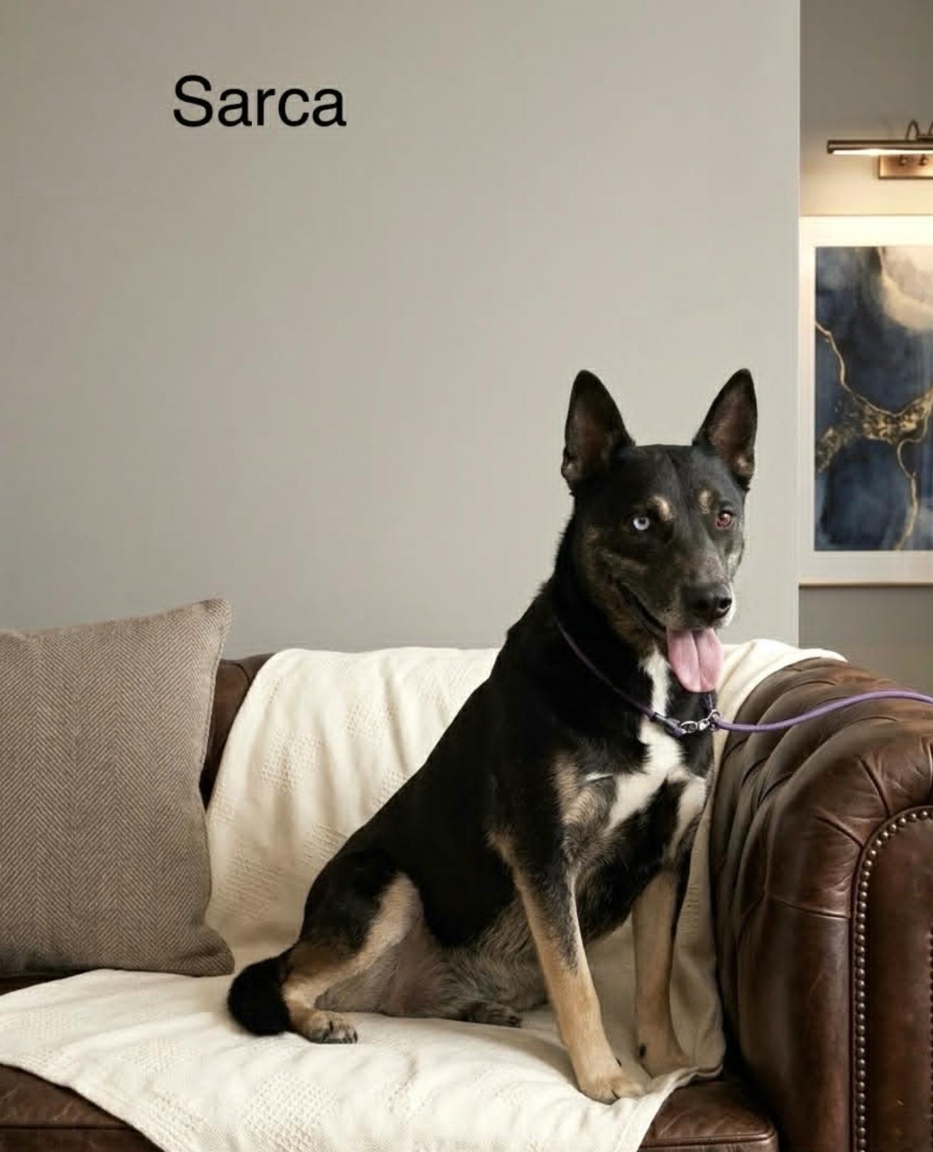 Enlarge Sarca, a Adoptable mixed breed in Rochester, NY image 4/5