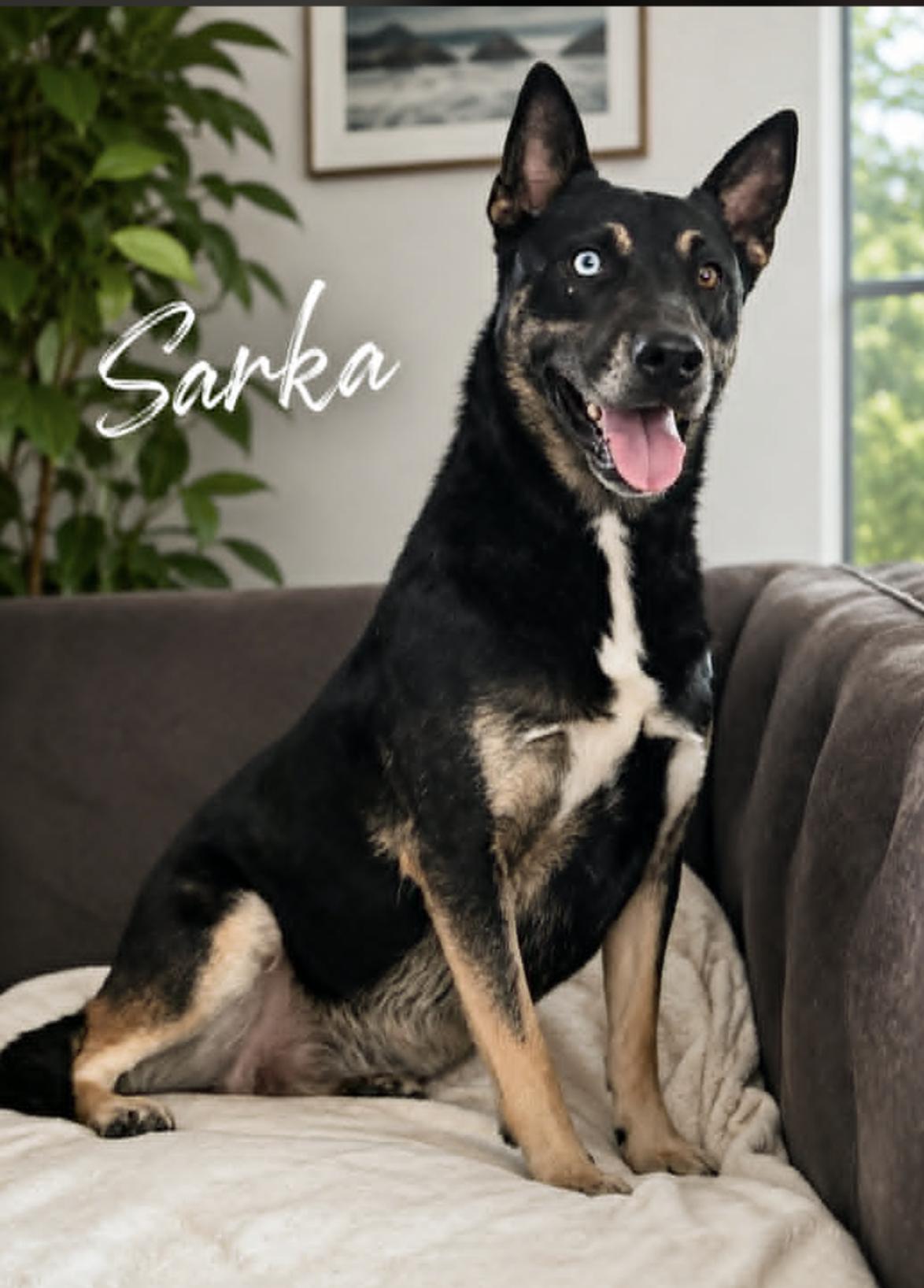 Sarca — adoptable dog near Rochester, NY