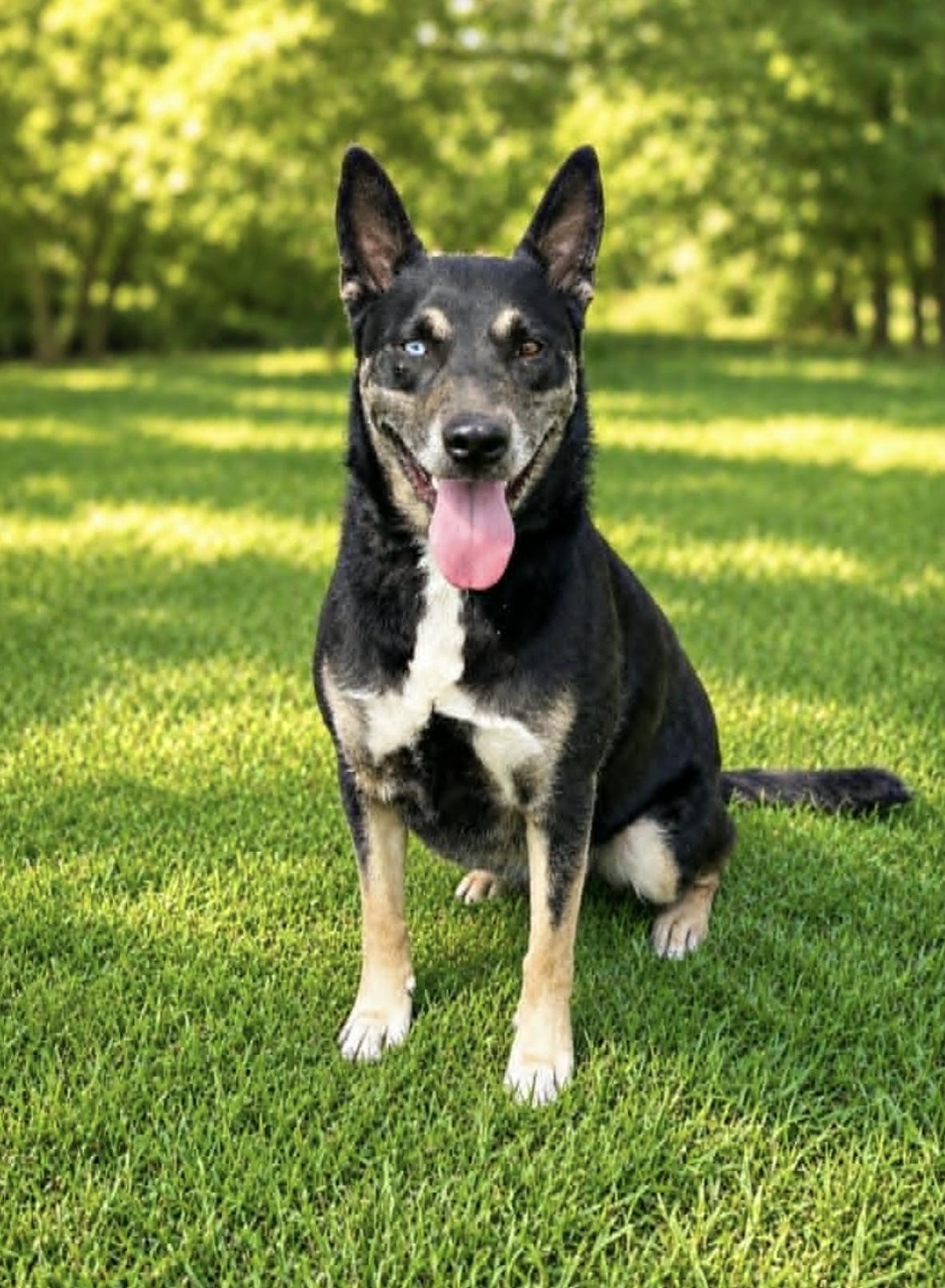 Enlarge Sarca, a Adoptable mixed breed in Rochester, NY image 2/5