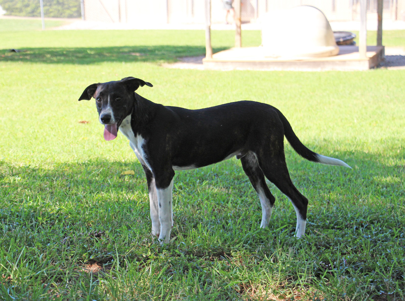Clint, a Adoptable mixed breed in Savannah, TN image 1/3