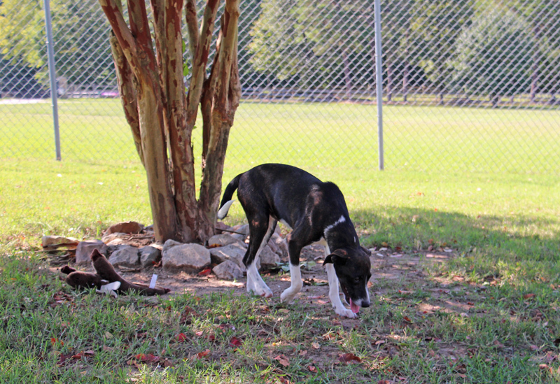 Clint, a Adoptable mixed breed in Savannah, TN image 2/3