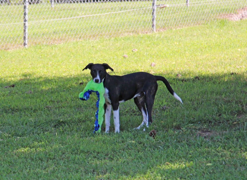 Clint, a Adoptable mixed breed in Savannah, TN image 3/3