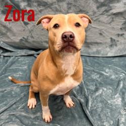 Enlarge Zora, a ADOPTABLE Mixed Breed in Pleasantville, NJ image 1/1