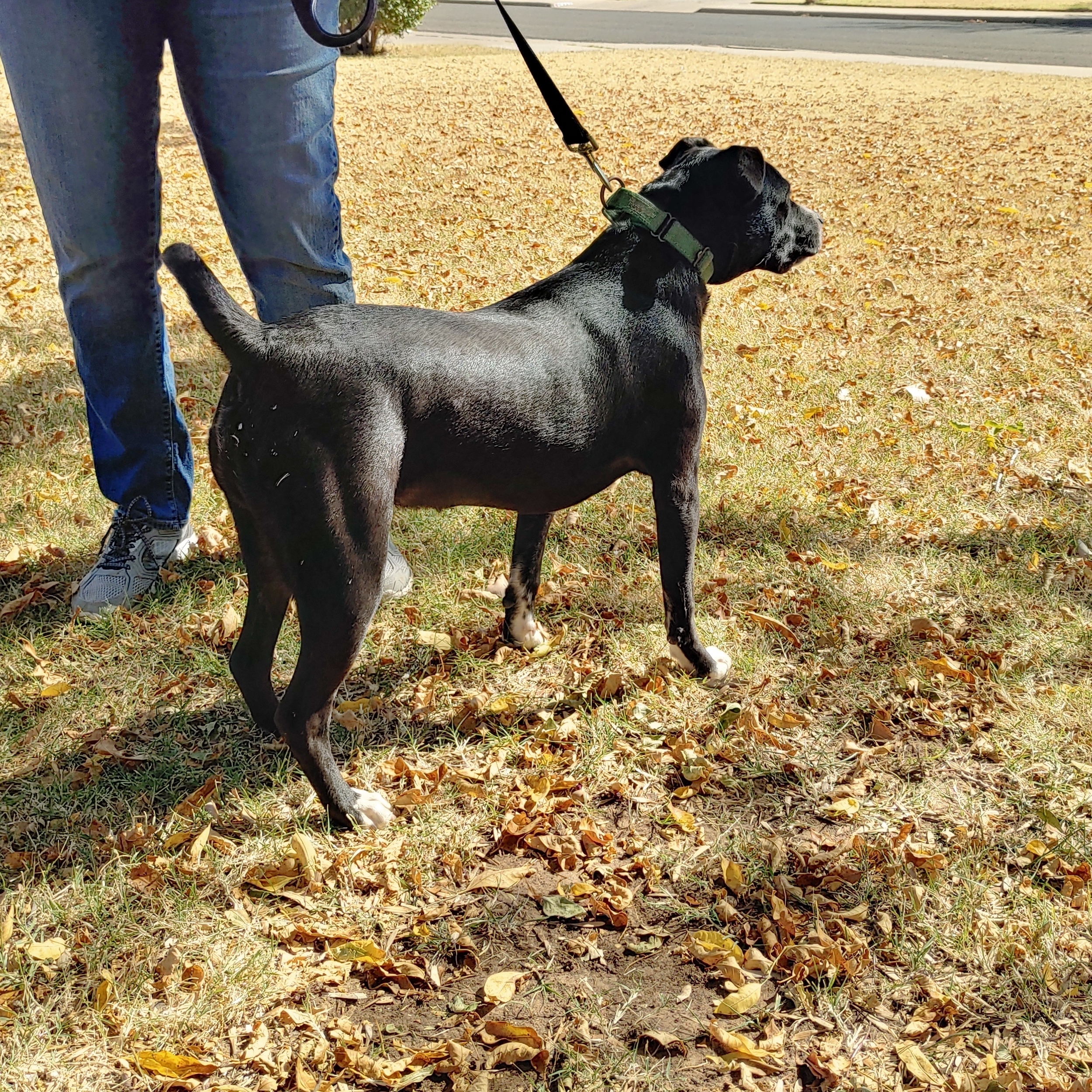Enlarge Hank, a Adoptable mixed breed image 1/10