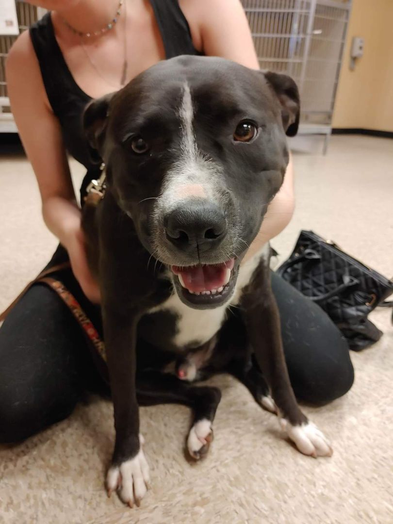 Enlarge Hank, a Adoptable mixed breed image 3/10