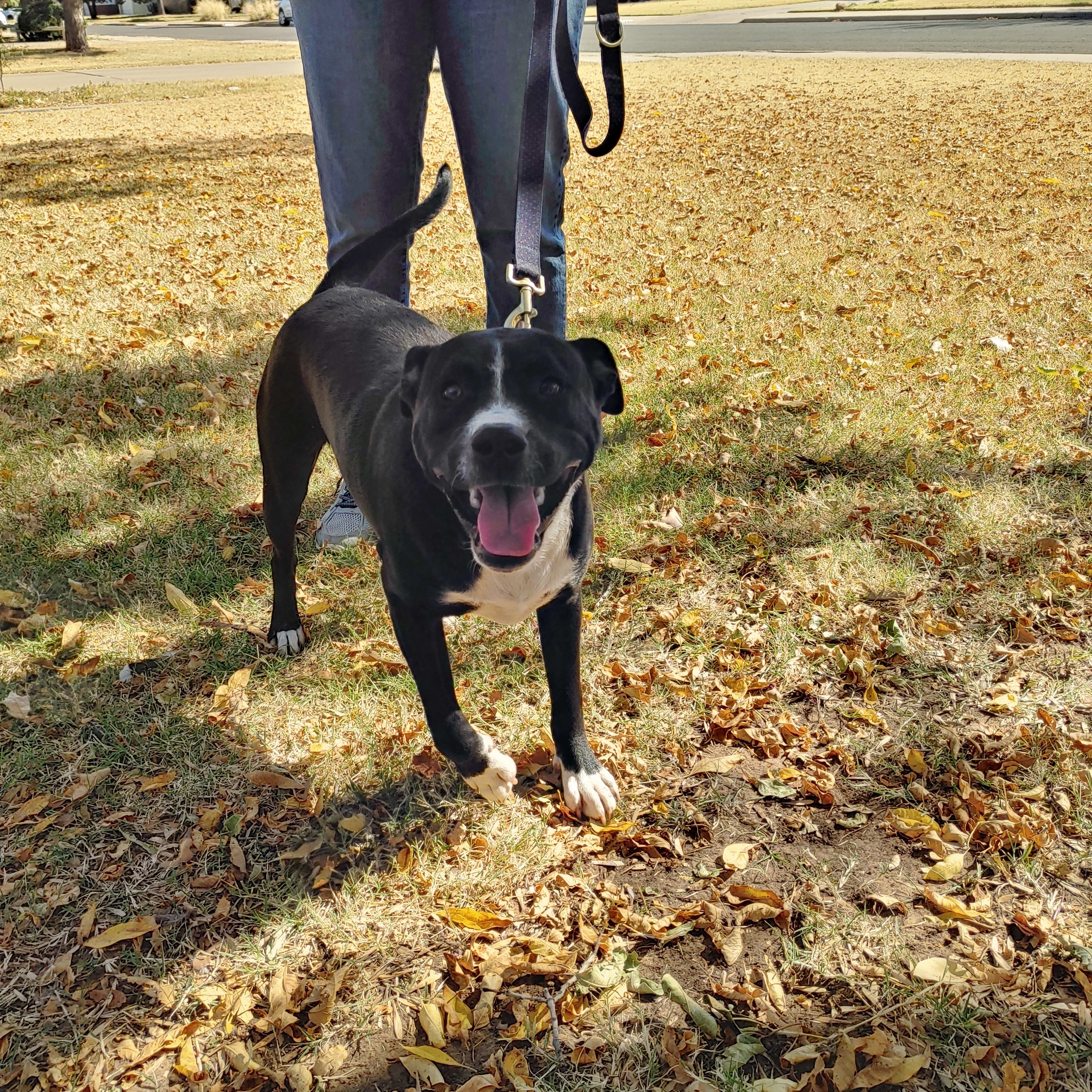 Enlarge Hank, a Adoptable mixed breed image 4/10