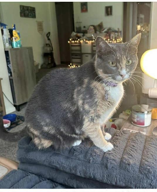 Lavy, adopted, Adult Female Dilute Calico.