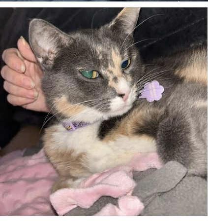 Enlarge Lavy, an adopted Dilute Calico in Proctor, MN image 2/2