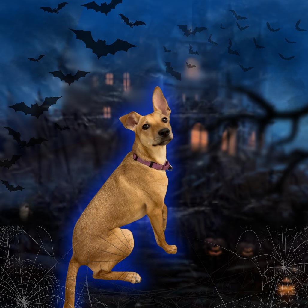 Tofurkey, Adoptable, Puppy Male Chihuahua & Mixed Breed.