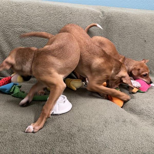 Tofurkey, a Adoptable mixed breed in Tempe, AZ image 1/6