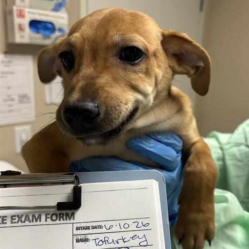 Tofurkey, a Adoptable mixed breed in Tempe, AZ image 2/6
