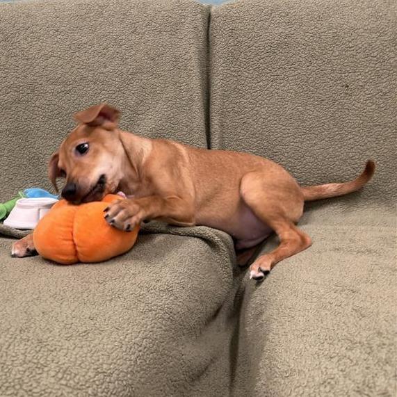 Tofurkey, a Adoptable mixed breed in Tempe, AZ image 3/6
