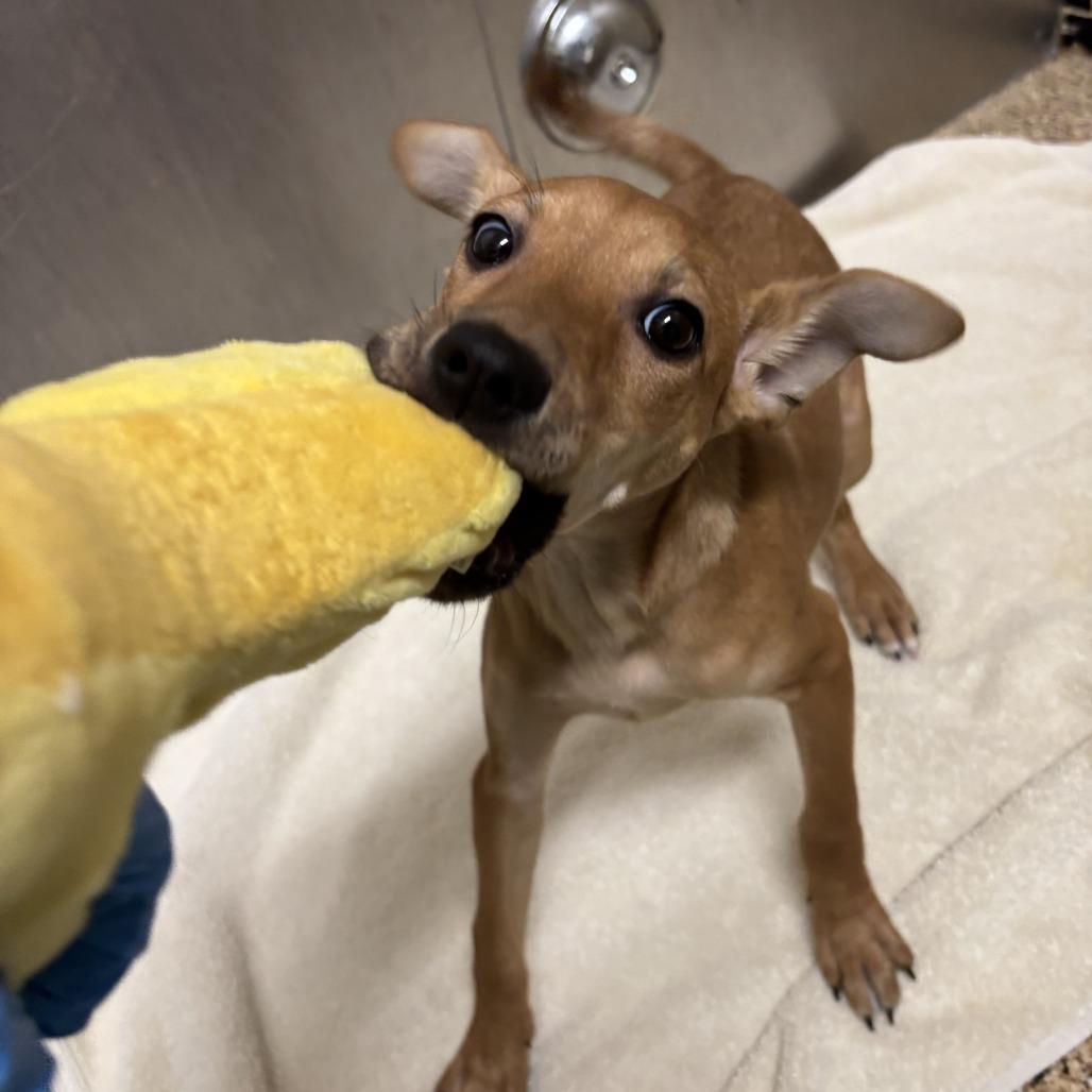 Tofurkey, a Adoptable mixed breed in Tempe, AZ image 4/6