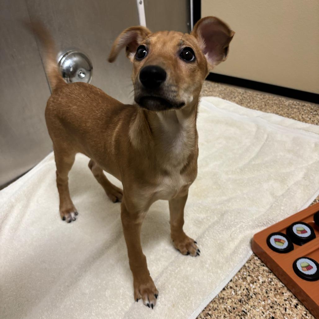 Tofurkey, a Adoptable mixed breed in Tempe, AZ image 5/6